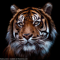 Buy canvas prints of Front view of Sumatran tiger isolated on black background.  by Lubos Chlubny