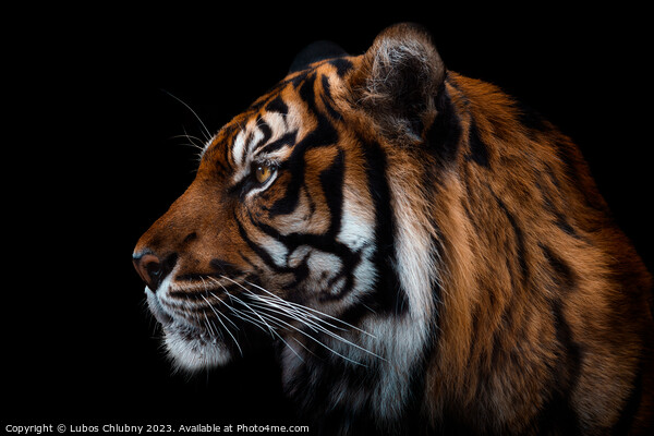 Front view of Sumatran tiger isolated on black background.  Picture Board by Lubos Chlubny