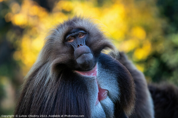 Alpha male of Gelada Baboon - Theropithecus gelada Picture Board by Lubos Chlubny
