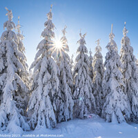 Buy canvas prints of Winter spruce trees with sun rays. Trees covered in deep snow. by Lubos Chlubny