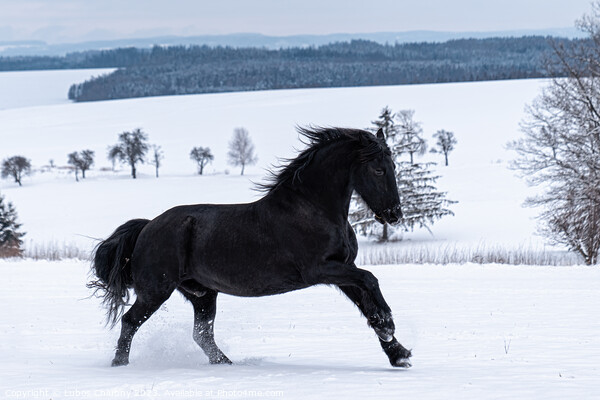 Friesian stallion running in winter field. Black Friesian horse runs gallop in winter. Picture Board by Lubos Chlubny