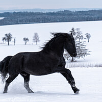 Buy canvas prints of Friesian stallion running in winter field. Black Friesian horse runs gallop in winter. by Lubos Chlubny