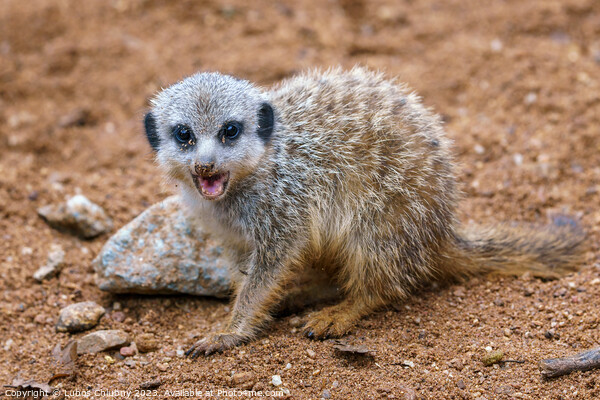 Meerkat or suricate cub showing its teeth Picture Board by Lubos Chlubny