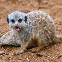Buy canvas prints of Meerkat or suricate cub showing its teeth by Lubos Chlubny