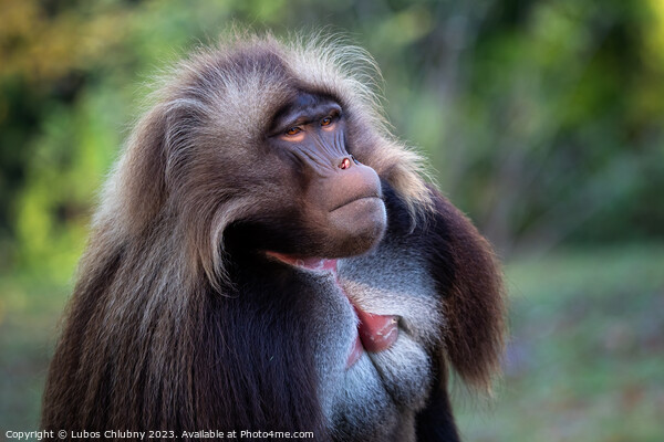 Alpha male of Gelada Baboon - Theropithecus gelada, beautiful ground primate Picture Board by Lubos Chlubny