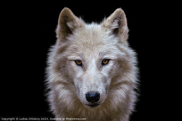 Portrait of arctic wolf isolated on black background. Polar wolf. Picture Board by Lubos Chlubny
