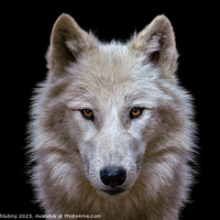 Buy canvas prints of Portrait of arctic wolf isolated on black background. Polar wolf. by Lubos Chlubny