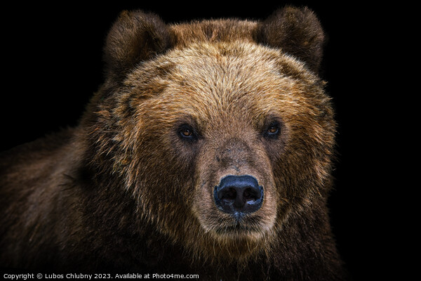 Front view of brown bear isolated on black background. Portrait of Kamchatka bear (Ursus arctos beringianus) Picture Board by Lubos Chlubny