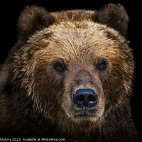 Buy canvas prints of Front view of brown bear isolated on black background. Portrait of Kamchatka bear (Ursus arctos beringianus) by Lubos Chlubny
