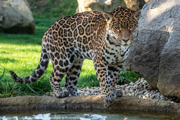 Jaguar is about to jump into the water. Panthera Onca. Picture Board by Lubos Chlubny