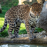 Buy canvas prints of Jaguar is about to jump into the water. Panthera Onca. by Lubos Chlubny