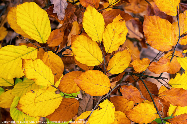 Autumn beech leaves on a branch Picture Board by Lubos Chlubny