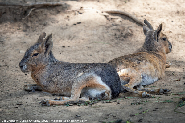 Patagonian mara resting on field, Dolichotis patagonum Picture Board by Lubos Chlubny