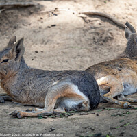 Buy canvas prints of Patagonian mara resting on field, Dolichotis patagonum by Lubos Chlubny