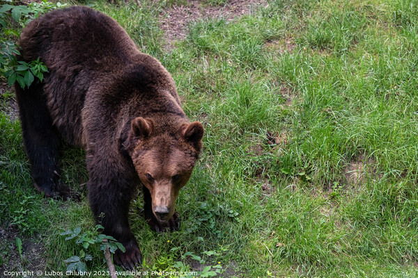 Brown bear - Ursus arctos looking for food in grass Picture Board by Lubos Chlubny