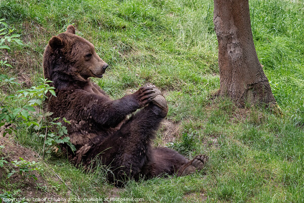 Resting brown bear (Ursus arctos) in the forest Picture Board by Lubos Chlubny