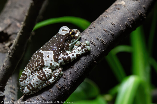Amazon milk frog on branch- Trachycephalus resinifictrix Picture Board by Lubos Chlubny