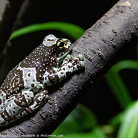 Buy canvas prints of Amazon milk frog on branch- Trachycephalus resinifictrix by Lubos Chlubny