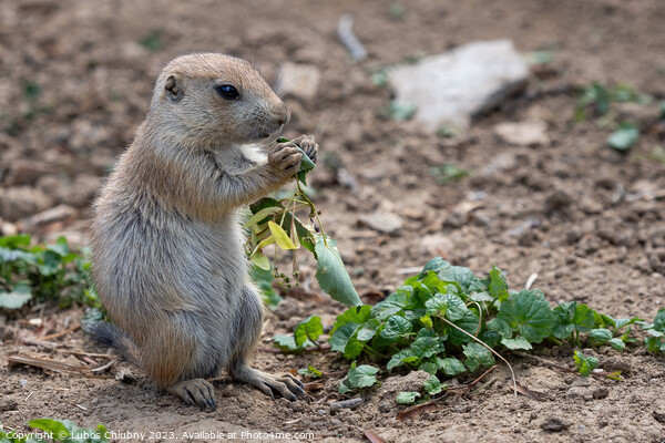 Prairie dog in the meadow, Cynomys ludovicianus Picture Board by Lubos Chlubny