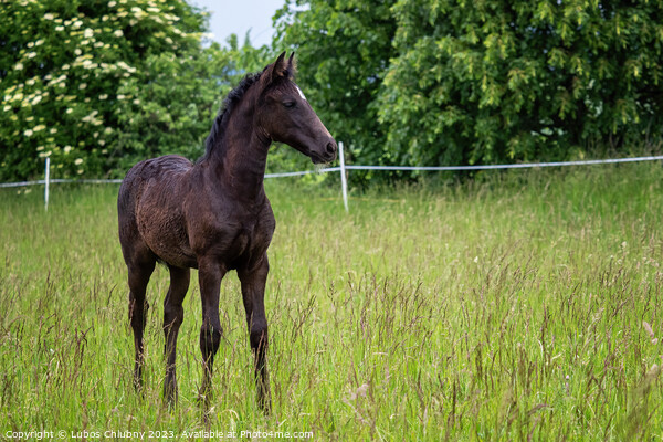 Beautiful black foal in the meadow Picture Board by Lubos Chlubny