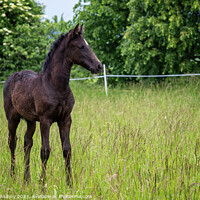 Buy canvas prints of Beautiful black foal in the meadow by Lubos Chlubny