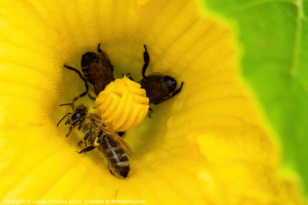 Bees collect pollen in a zucchini flower Picture Board by Lubos Chlubny