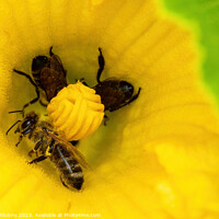 Buy canvas prints of Bees collect pollen in a zucchini flower by Lubos Chlubny