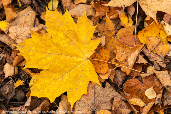 Autumn leaf of maple tree. Background group autumn leaf. Picture Board by Lubos Chlubny