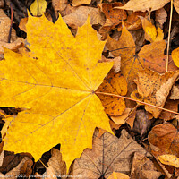 Buy canvas prints of Autumn leaf of maple tree. Background group autumn leaf. by Lubos Chlubny