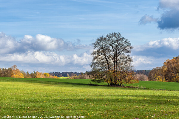 Lonely tree in autumn landscape Picture Board by Lubos Chlubny