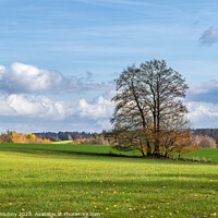 Buy canvas prints of Lonely tree in autumn landscape by Lubos Chlubny