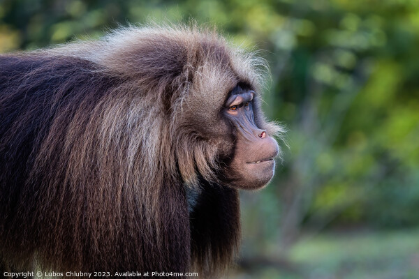 Alpha male of Gelada Baboon - Theropithecus gelada, beautiful gr Picture Board by Lubos Chlubny