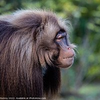 Buy canvas prints of Alpha male of Gelada Baboon - Theropithecus gelada, beautiful gr by Lubos Chlubny