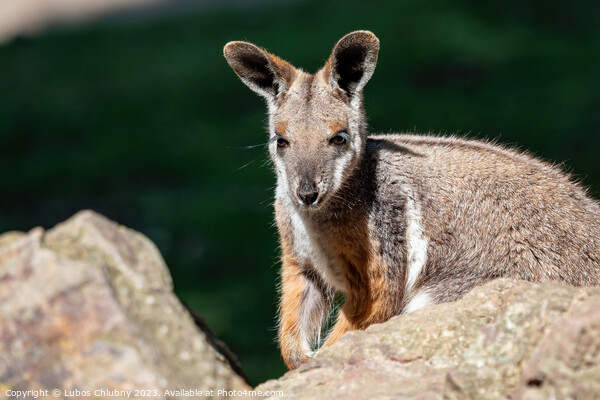 Yellow footed rock wallaby sitting on a rock Picture Board by Lubos Chlubny