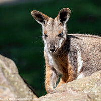 Buy canvas prints of Yellow footed rock wallaby sitting on a rock by Lubos Chlubny