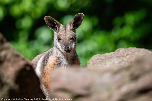 Yellow footed rock wallaby sitting on a rock Picture Board by Lubos Chlubny