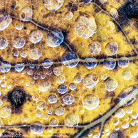 Buy canvas prints of Autumn leaf with water dew drops by Lubos Chlubny