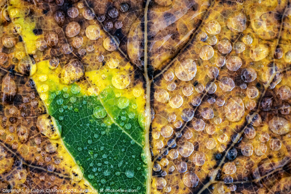 Autumn leaf with water dew drops Picture Board by Lubos Chlubny