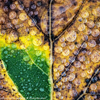 Buy canvas prints of Autumn leaf with water dew drops by Lubos Chlubny
