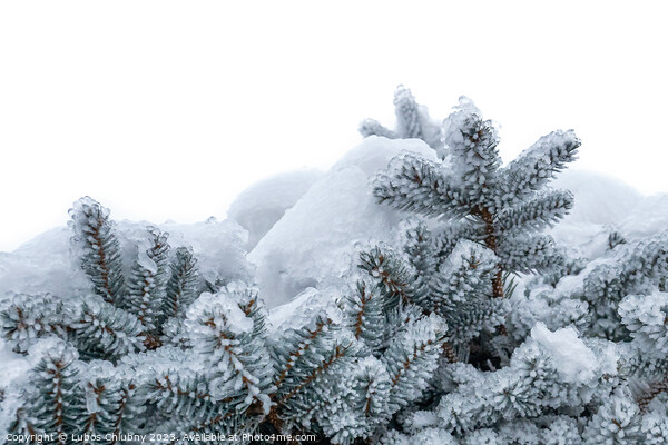 Spruce branches covered with frost. Christmas tree with hoarfrost. Picture Board by Lubos Chlubny
