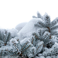Buy canvas prints of Spruce branches covered with frost. Christmas tree with hoarfrost. by Lubos Chlubny