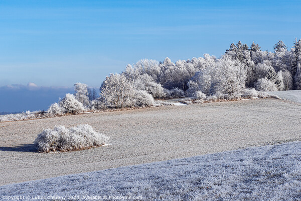 Winter landscape with frozen trees in field and blue sky Picture Board by Lubos Chlubny