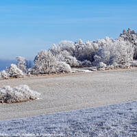 Buy canvas prints of Winter landscape with frozen trees in field and blue sky by Lubos Chlubny