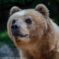 Kamchatka bear in the grass (Ursus arctos beringianus)