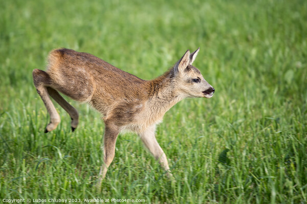 Young wild roe deer in grass, Capreolus capreolus. New born roe deer, wild spring nature. Picture Board by Lubos Chlubny