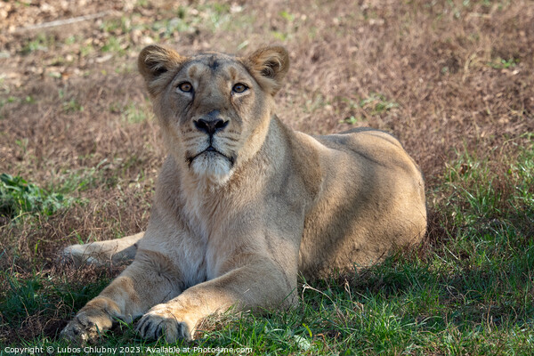 Asiatic lioness (Panthera leo persica). A critically endangered species. Picture Board by Lubos Chlubny