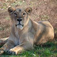Buy canvas prints of Asiatic lioness (Panthera leo persica). A critically endangered species. by Lubos Chlubny