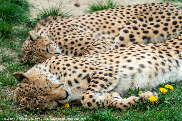 Two Cheetah Cats sleeping in the grass, Acinonyx Jubatus. Picture Board by Lubos Chlubny