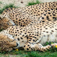 Buy canvas prints of Two Cheetah Cats sleeping in the grass, Acinonyx Jubatus. by Lubos Chlubny