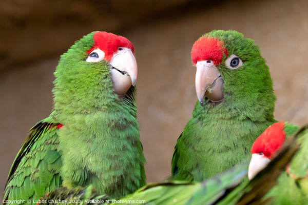 Group of parrots (Psittacara frontatus). Green parrots. Picture Board by Lubos Chlubny